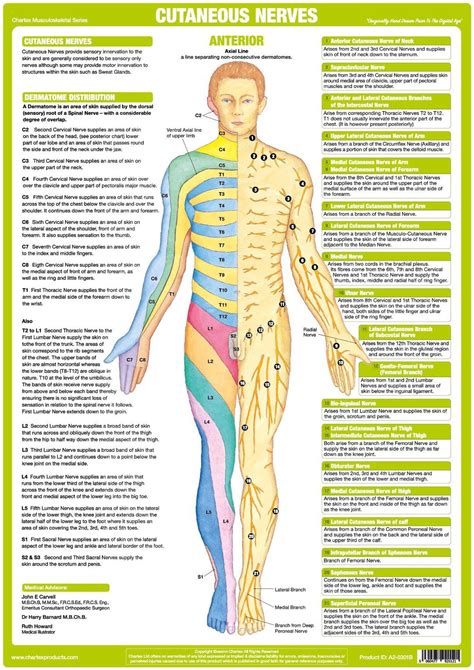 innervation|innervation chart.